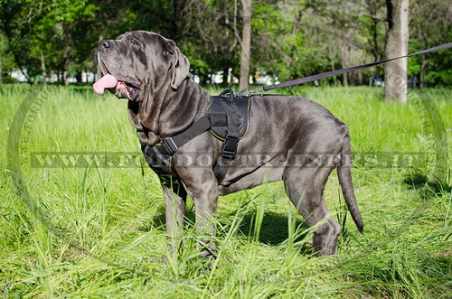 Pettorina multi-funzionale di nylon per Mastino Napoletano - Fai un click sull'immagine per scegliere -