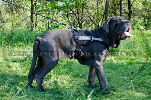 Pettorina in nylon per Mastino Napoletano