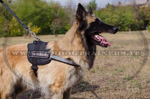 Pettorina in nylon per Tervueren