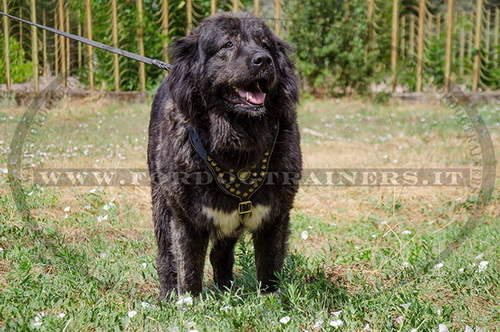 Pettorina con borchie di ottone per Pastore del Caucaso