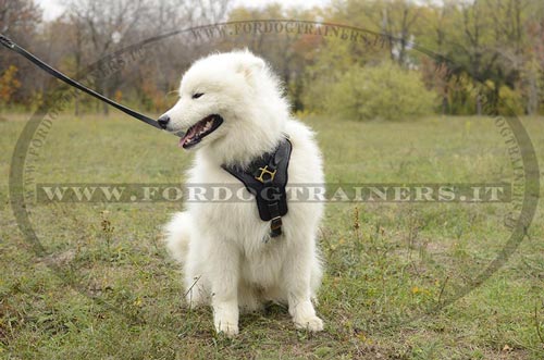 Pettorina di cuoio per Samoiedo