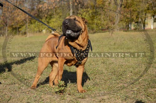 Pettorina esclusiva con borchie di ottone per Shar Pei