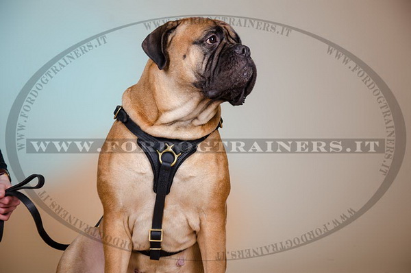 Pettorina universale di pelle per Bullmastiff