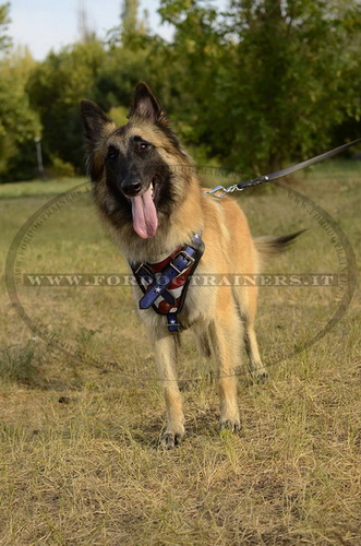 Pettorina con bandiera americana per Tervueren