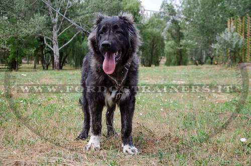 Pettorina dipinta a mano "Filo spinato" per Pastore del Caucaso