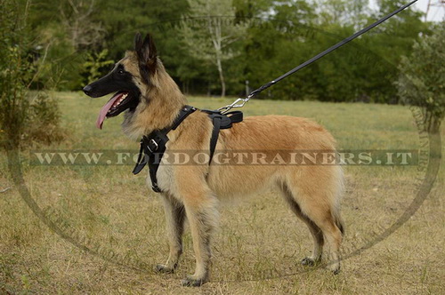 Pettorina universale per Tervueren