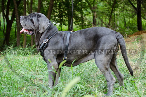 Pettorina di pelle naturale per Mastino Napoletano