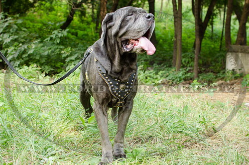 Pettorina esclusiva con borchie di ottone per Mastino Napoletano