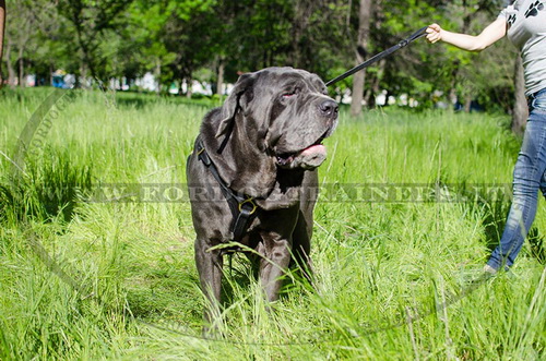 Pettorina universale di pelle per Mastino Napoletano