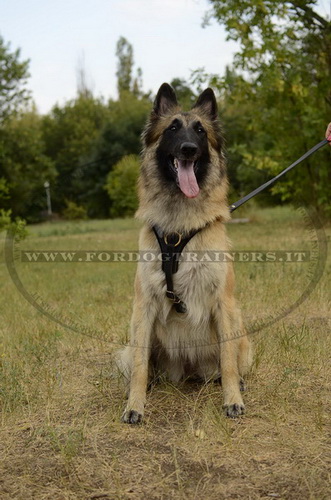 Pettorina universale di pelle per Tervueren