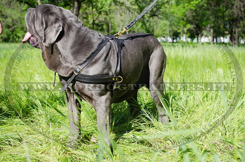 Pettorina da traino di cuoio per Mastino Napoletano