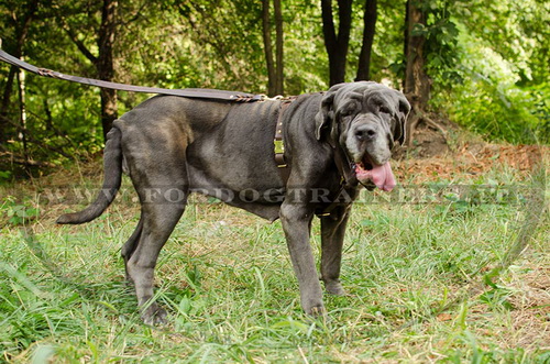 Pettorina rinforzata dal cuoio doppio per Mastino Napoletano
