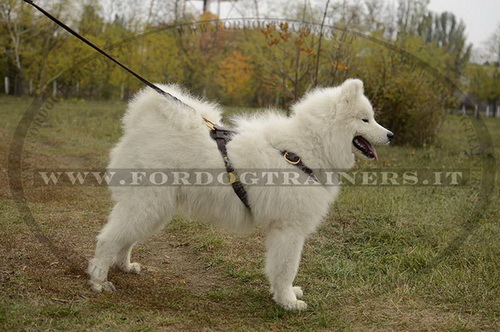 Pettorina rinforzata dal cuoio doppio per Samoiedo