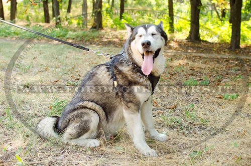 Pettorina classica di cuoio per Malamut