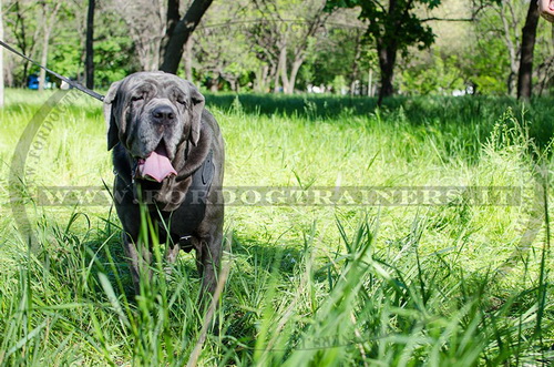 Pettorina classica di cuoio per Mastino Napoletano