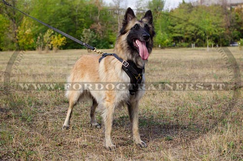 Pettorina di cuoio per Tervueren - Fai un click sull'immagine per scegliere -