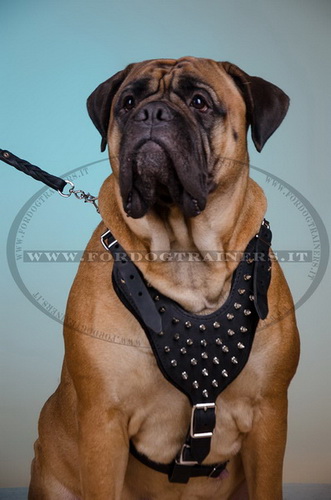 Pettorina di pelle con borchie a punta per Bullmastiff Pettorina di pelle con borchie a punta per Bullmastiff