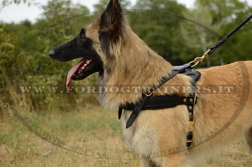 Pettorina da traino di cuoio per Tervueren