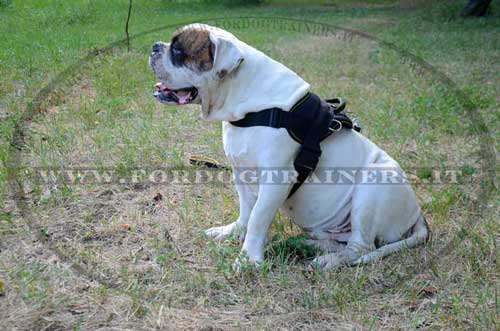 Acquista Pettorina per cani in nylon Gilet morbido per esterni senza  tiratura Pettorina per animali domestici per cani di taglia media Bulldog  francese