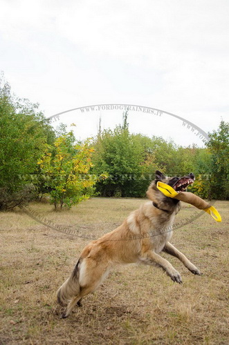 Riporto da mordere in pelle per Tervueren