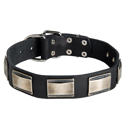 Collare in cuoio con piastre nichelate per cane
