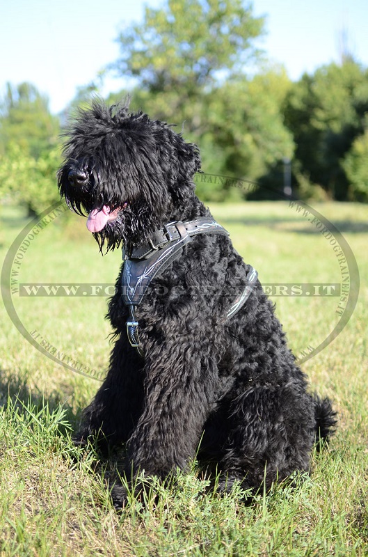 Pettorina dipinta a mano "Filo spinato" per Terrier Nero Russo