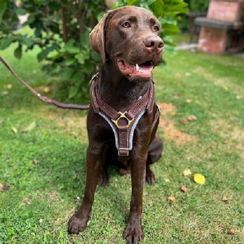 Pettorina universale per lavoro e passeggiate per Labrador Retriever