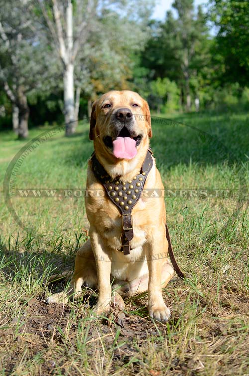 Pettorina in cuoio decorata con borchie per Labrador