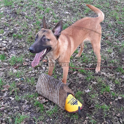 Manica in juta per allevamento cane giovane