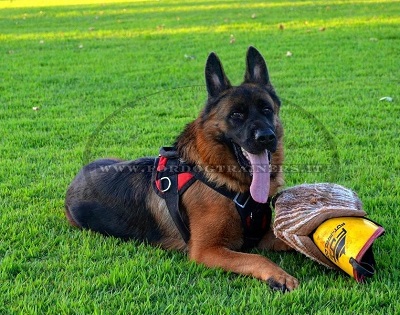 Manica in juta per allevamento cane giovane