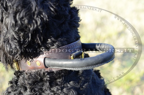 Terrier Nero Russo con collare di cuoio