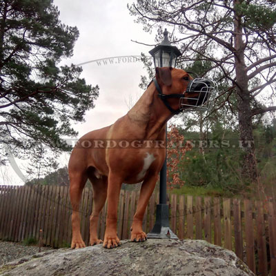 Museruola a cestello per cane per tutte le occasioni