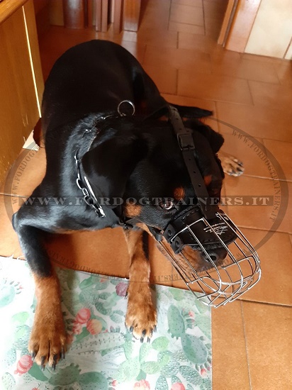 Resistente museruola per Rottweiler