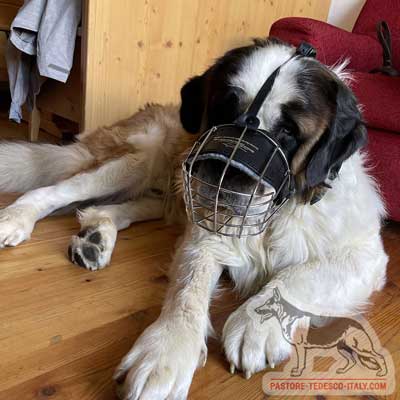 Resistente museruola per cani di diverse razze