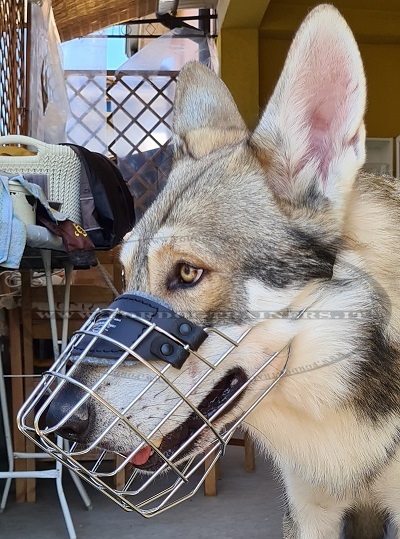 Cane Lupo di Saarloos con pratica museruola a cestello