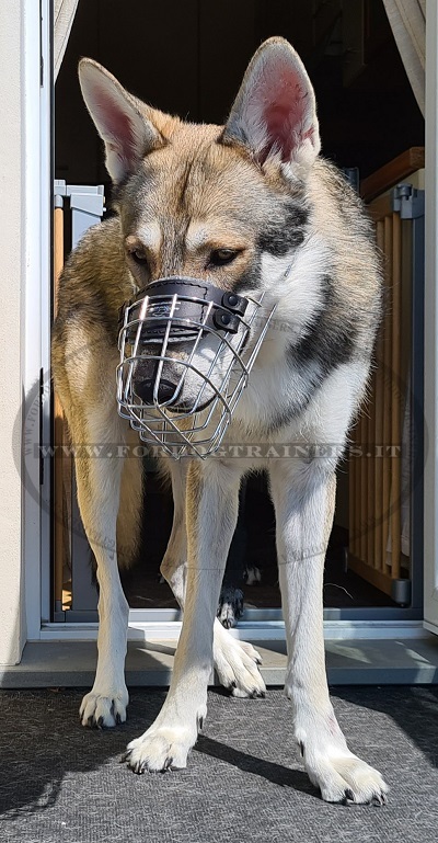 Cane Lupo Saarloos con pratica museruola a cestello