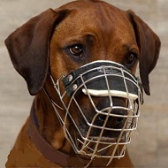 Museruola a cestello in filo nichelato per Rhodesian Ridgeback