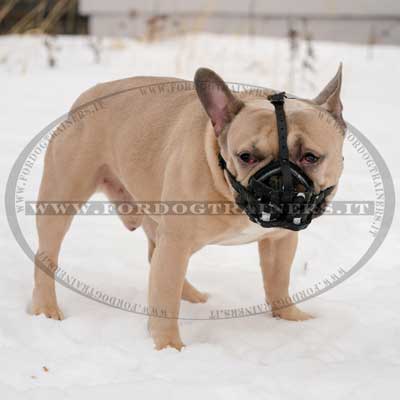 Museruola universale per French bulldog