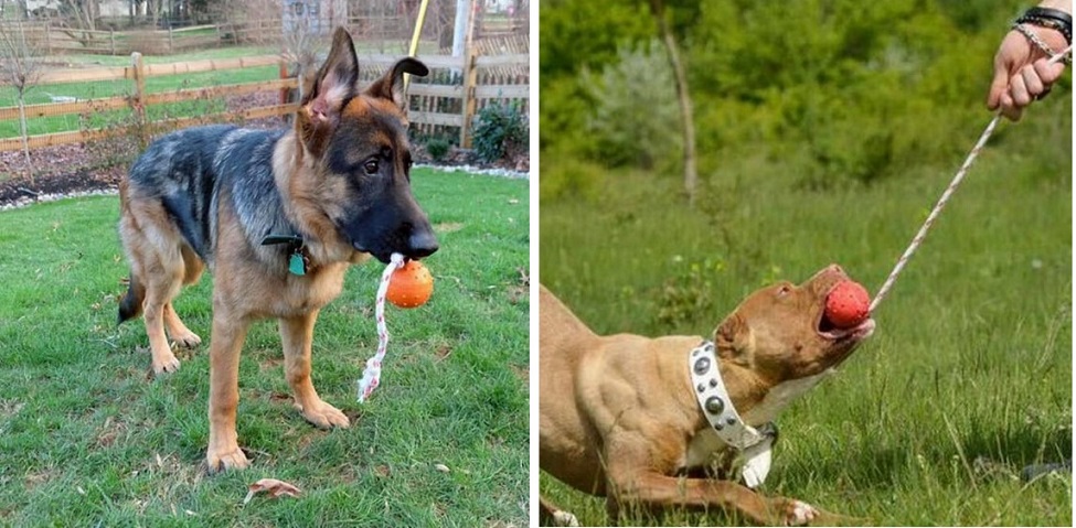 Giocattolo di gomma per cane