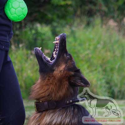 Palla gonfiata per cane grande