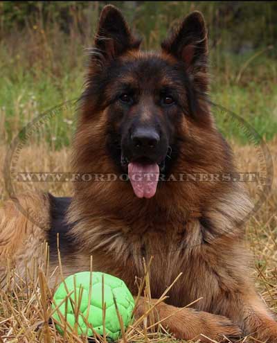 Palla gonfiata per cane