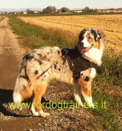 Pettorina multi-funzionale di nylon per Pastore australiano