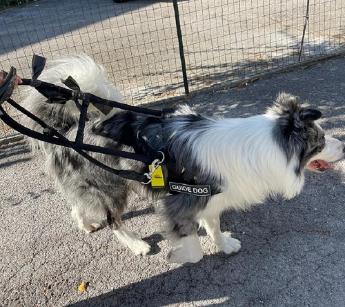 Pettorina per addestramento, insegnamento del cane guida