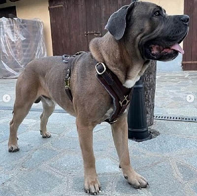 Cane corso con pratica pettorina in pelle