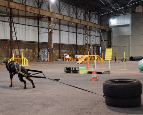 Pettorina da traino per allenamento e buona frorma fisica del cane