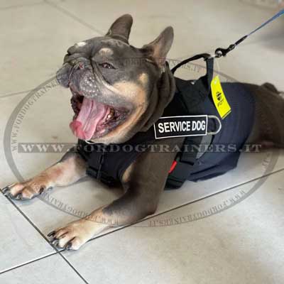 Resistente pettorina da traino in nylon per bulldog francese