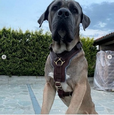 Cane corso con sicura pettorina in pelle