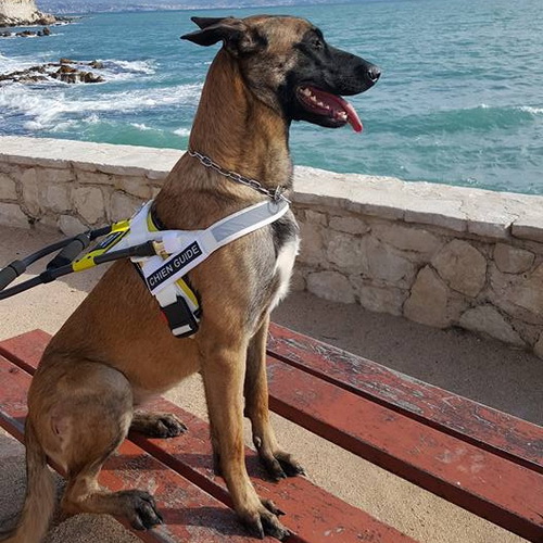 Pettorina in nylon cane guida per non vedenti