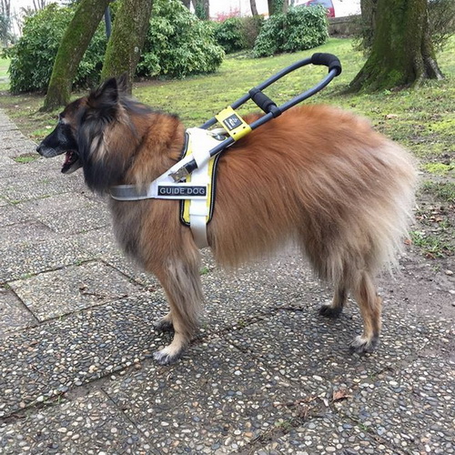 Pettorina in nylon cane guida per non vedenti