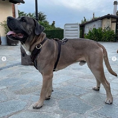 Cane corso con pettorina in vera pelle